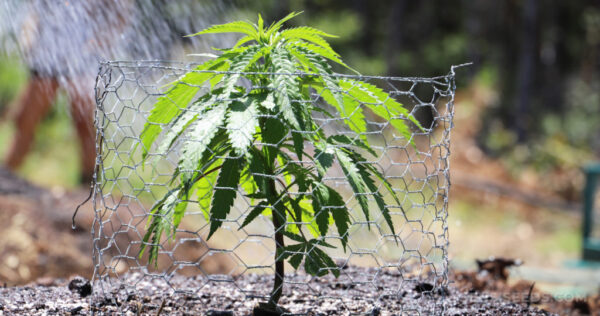 Top 11 Pro Tips for Purchasing Marijuana Seeds in 2021
